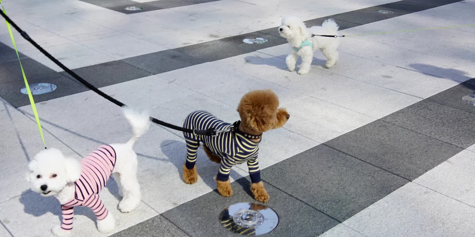 Korea's Dog-Stroller Statistic Came From One Company's Christmas Release — Which Also Said the Opposite